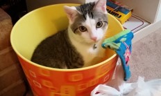 开云体育官网-加维，从诺坎普到温布尔登，一位少年如何让马里收割英格兰成为现实