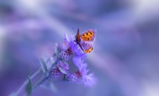 开云体育官网-末节风暴！巴尔韦德接管战局，贝蒂斯冲垮黄色潜水艇